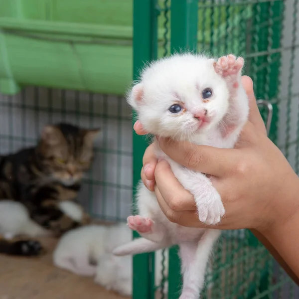 Gatito Recién Nacido Manos Niños Fot Stock — Foto de Stock