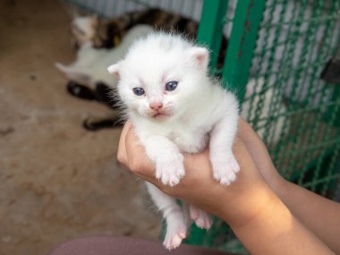 Yeni doğmuş kedi yavrusu ellerinde - stok fotoğrafı