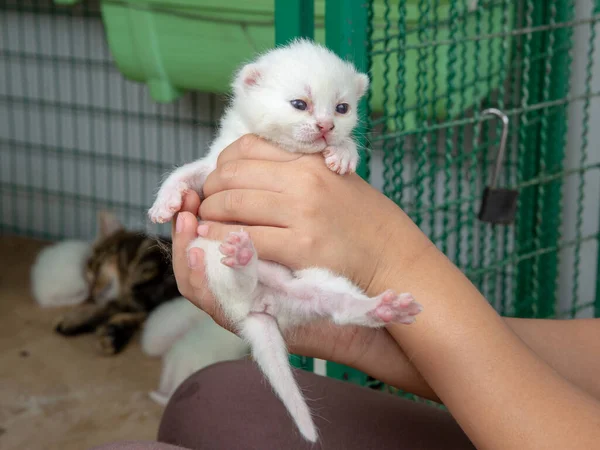 Yeni doğmuş kedi yavrusu ellerinde - stok fotoğrafı