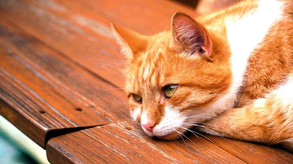 Retrato Gato Relajado Escena Tranquila Mascota Sobre Madera — Foto de Stock