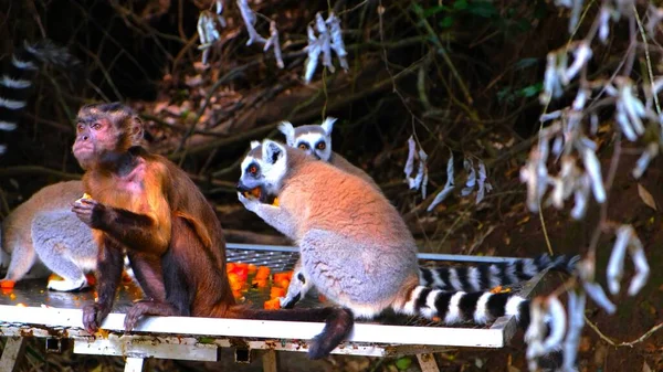 Opice Lemur Kroužkovým Ocasem Jedí Výkaly — Stock fotografie