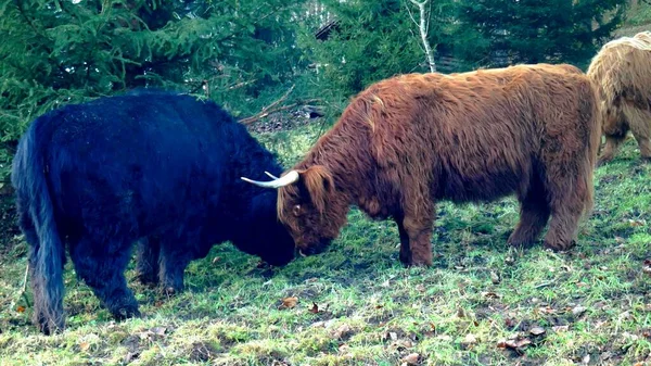 Black Brown Vacas Highland Cena Selvagem Natureza — Fotografia de Stock