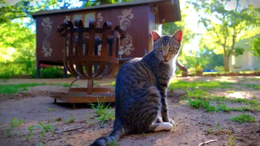 Bahçede gün ışığıyla bir kedi oturuyor.