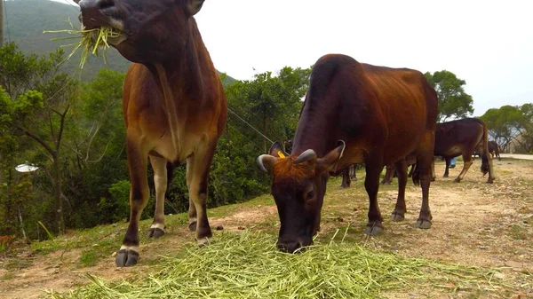 Grupo Vacas Marrons Está Comendo Palha Prado — Fotografia de Stock