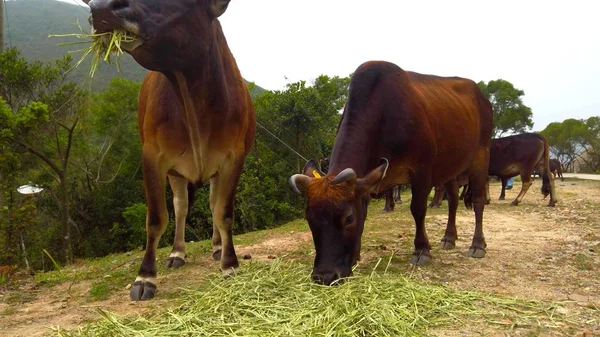 Group Brown Cows Eating Straw Meadow — Stockfoto