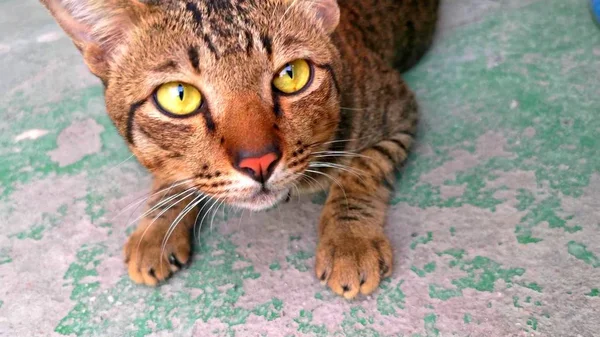 Blik Van Een Gestripte Kat Gekweekt Met Groene Ogen — Stockfoto