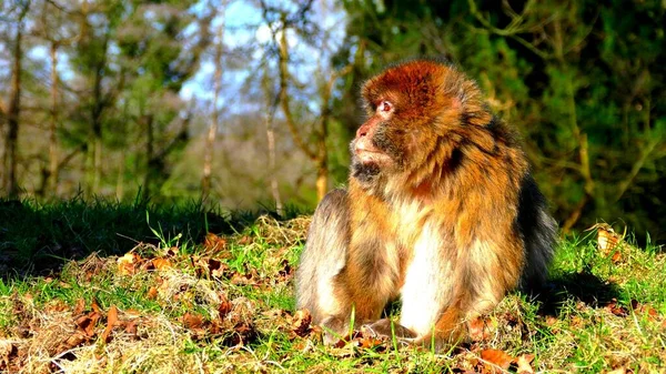 Roztomilý Japonský Macaque Sedí Přírodě Během Podzimu — Stock fotografie