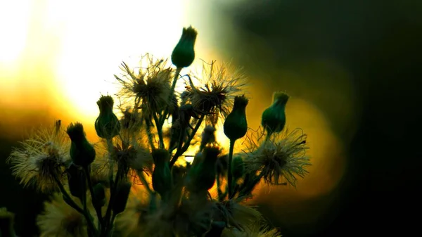 Wilted Flowers Dark Place Sunlight Sad Scene Nature — Stock Photo, Image