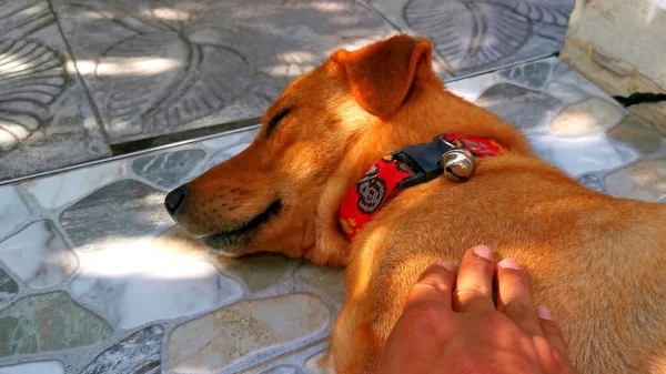 Ένα Χέρι Χαϊδεύει Ένα Κοιμισμένο Σκυλί Στο Έδαφος Ενός Κήπου — Φωτογραφία Αρχείου
