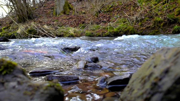 Floden Med Stenar Skog — Stockfoto