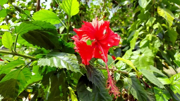 Flor Roja Con Pistilo Largo — Foto de Stock