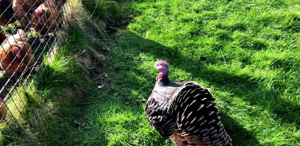Turkey bird in a farm