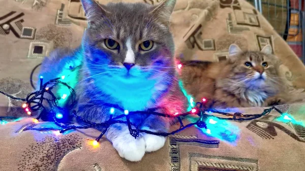 Christmas Tree Light Cat — Zdjęcie stockowe