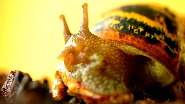Közelkép Egy Csigáról Érdekes Részletek Egy Állatról Természetben — Stock Fotó