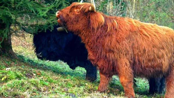 Dvě Horské Krávy Jedí Jedle Krásná Velká Zvířata — Stock fotografie