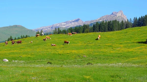 Uma Manada Vacas Num Pasto Nas Montanhas Dos Alpes — Fotografia de Stock