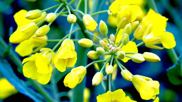 Fokus Unga Colza Blommor Och Knoppar Grenar — Stockfoto