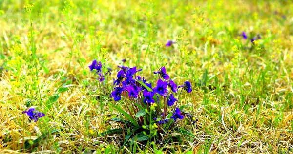 Gros Plan Sur Les Fleurs Violettes Dans Une Nature Sauvage — Photo