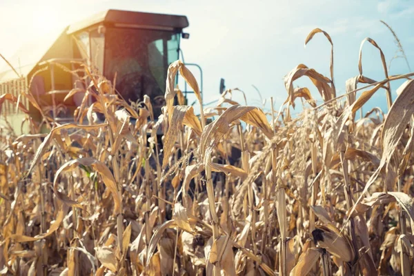 hasat Mısır alanında birleştirmek.