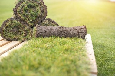 Bahçe ve çevre düzenlemesi. Yeşil alan ve çim çimen yığını. Dikim çimen. 
