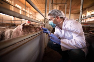 Veterinarian doctor ready to give a medicine shot to a pig at the farm. Controlling animals health and growth for meat industry. Domestic animals vaccine injection.