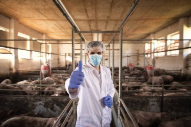 Successful veterinarian service. Portrait of veterinarian in white protective suit with hairnet and mask standing in pig pen and showing thumbs up at pig farm. Taking good care of animals.