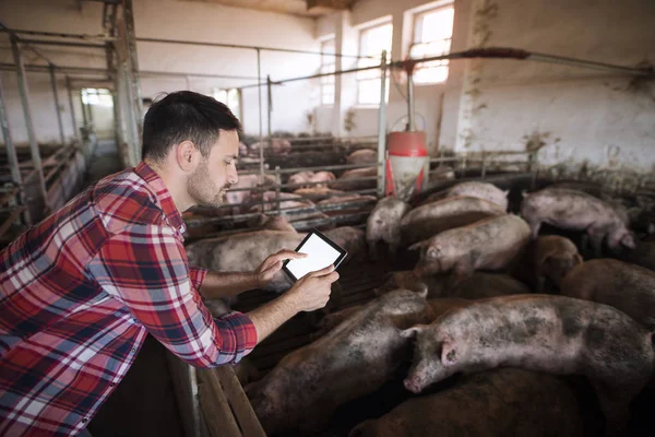 Agrónomo con cerdos animales domésticos. Granjero en granja de cerdos utilizando una aplicación moderna en su tableta para comprobar el estado de salud de los cerdos y la ración de alimentos. Producción industrial y cárnica. Ganadería . — Foto de Stock