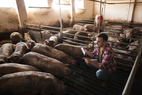 Farmer cattleman taking care of pigs. Farm worker holding tablet and checking animals condition and food ration.