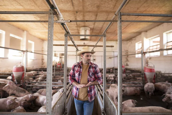 Trabalhador agrícola a passar por gaiolas de porcos. Agricultor a observar gado. Agricultura e produção de carne . — Fotografia de Stock