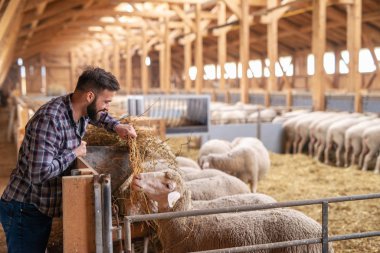 Cattleman çiftlik işçisi çok çalışıyor ve çiftlikte koyunları samanla besliyor. Evcil hayvanlara bakmak.