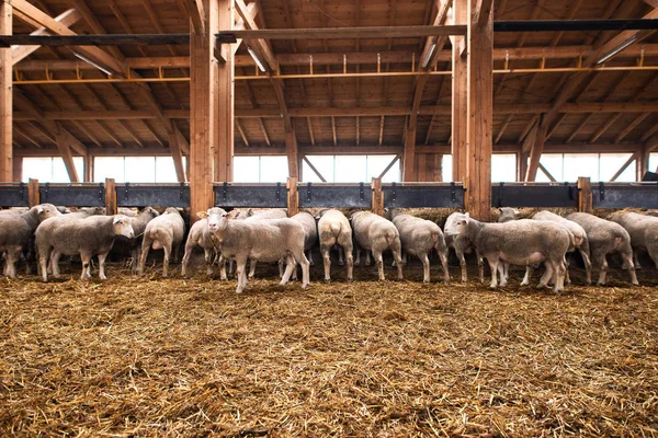 Sheep farm. Group of sheep domestic animals in wooden barn.