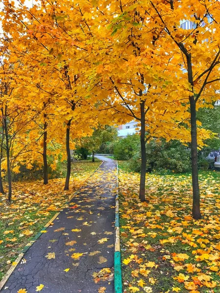 Podzim Silnice Listí — Stock fotografie