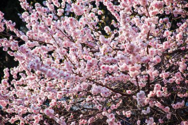 İlkbaharda güzel kiraz çiçekleri