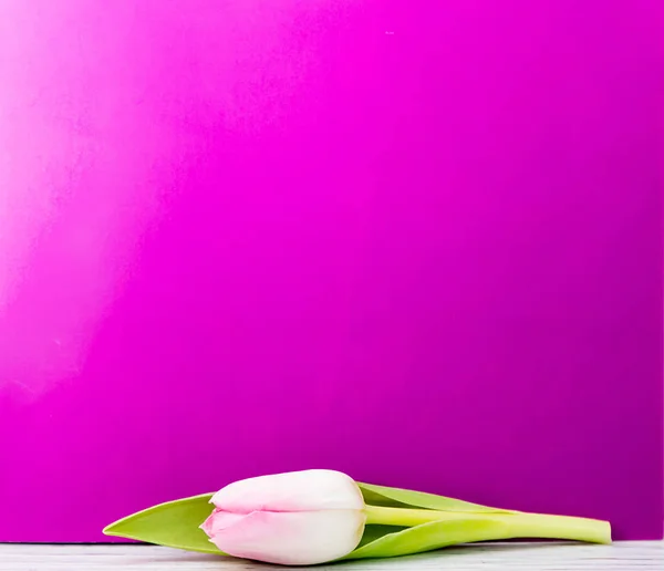 Розовый Тюльпан Сиреневом Фоне — стоковое фото