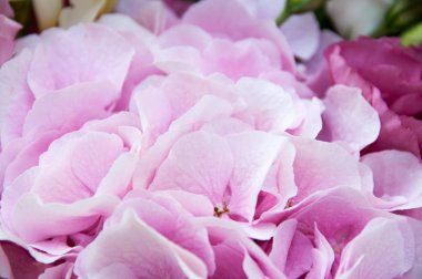 Pembe ortanca taçyapraklarını arka plan