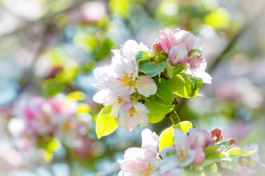 Elma ağacından çiçeği