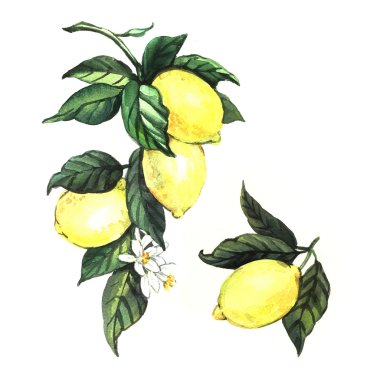 Suluboya olgun limon