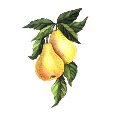 Suluboya sarı armut