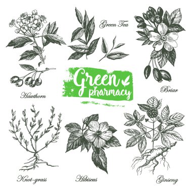 drawings of herbs Green Pharmacy. clipart