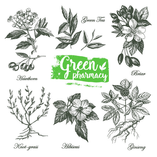 drawings of herbs Green Pharmacy.