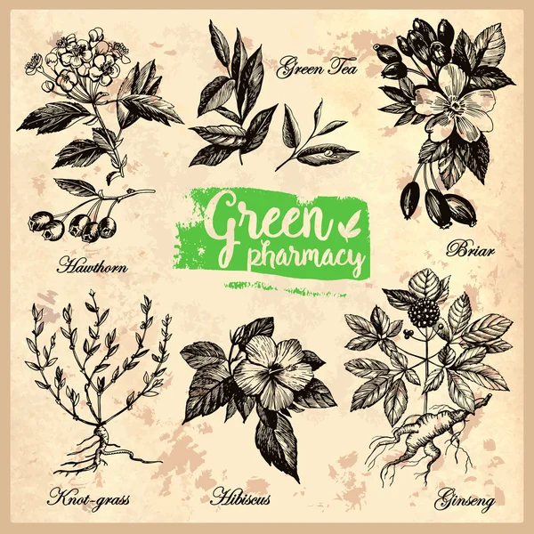 Drawings of herbs Green Pharmacy. — Stock Vector
