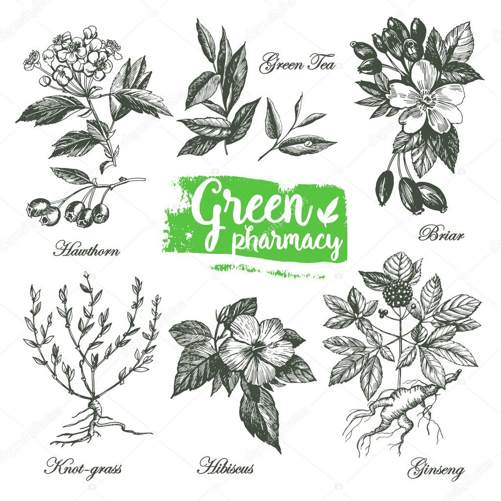 drawings of herbs Green Pharmacy.