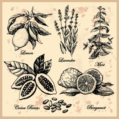 Vintage dekoratif grafik bitkiler ayarla. 