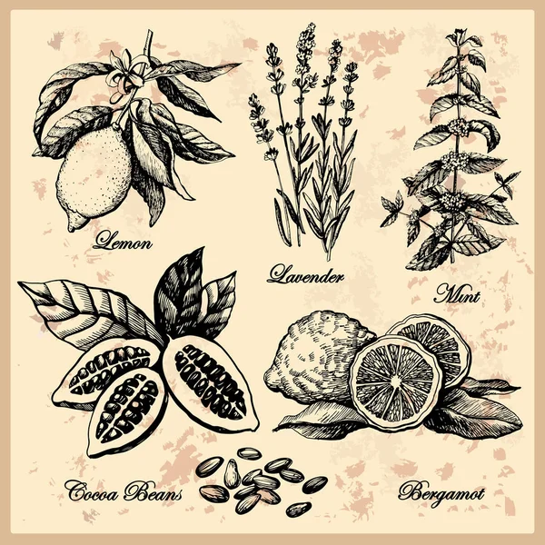 Vintage ozdobny graficzny zestaw roślin. — Wektor stockowy