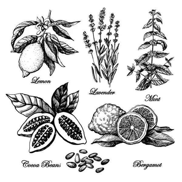 Ensemble graphique décoratif vintage plantes . — Image vectorielle