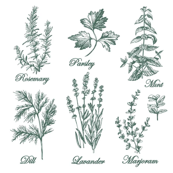 Графические ароматные травы — стоковый вектор