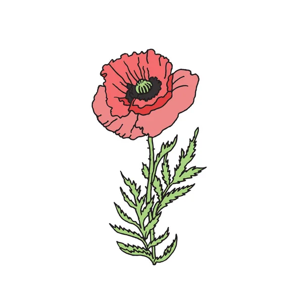 Decorative red Poppy — Stock Vector