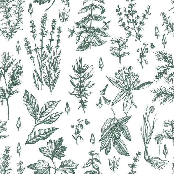 Patrón vintage con hierbas aromáticas — Archivo Imágenes Vectoriales