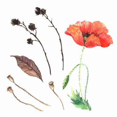 Suluboya çiçek çizimleri