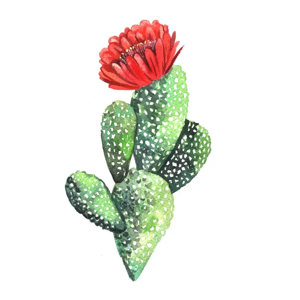 Bellissimo cactus ad acquerello — Foto Stock